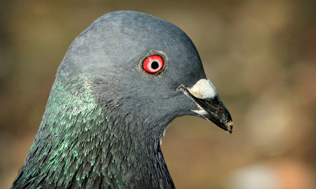 Gołębie Mewki – Co to za rasa?