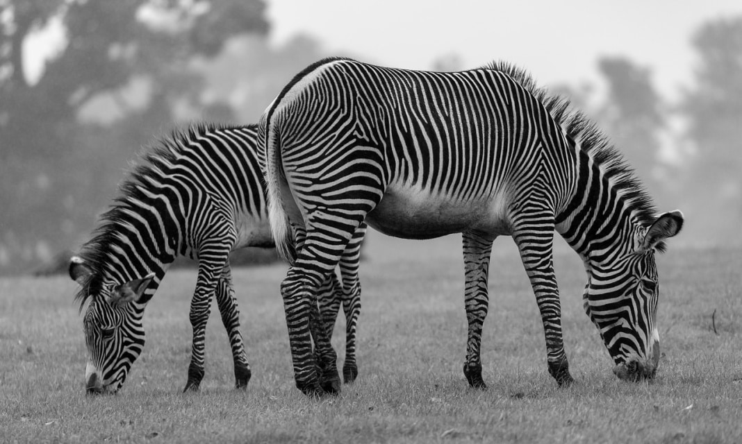 Zebra jest czarno biała czy biało czarna?
